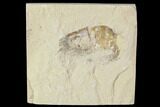 Cretaceous Fossil Shrimp - Lebanon #107686-1